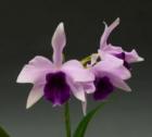 ��ꥪ���ȥ쥢 �ߥ��ޥ֡��� �ƥ֥롼��󥤥󥻥��<BR>Lc.Mishima Bouquet ��Blumen Insel�� BM/JOGA (Lc.Mishima Purple x L.dayana coerulea)�ڲ֤ʤ�����