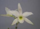 ��ꥢ ���󥻥ץ� �����<BR>L.anceps var. alba�ڲ֤ʤ�����