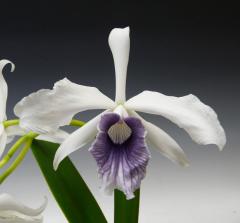 洋蘭原種カトレアL.purpurata レリア パープラータ ワークハウゼリ<BR>L.purpurata var. werkhauseri