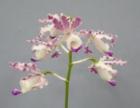 �ߥ�ᥳ�ե��� �ȥॽ�˥���<BR>Myrmekofira thomsoniana (=Scomburgkia thomsoniana)�ڲ֤ʤ�����
