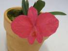 ���ե��˥��� �����å�������<BR>S.wittigiana (=S.rosea)�ڲ֤ʤ����ۡڸ����