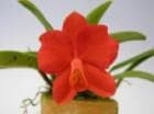 ���ե��˥��� �������ͥ�<BR>S.coccinea�ڲ֤ʤ�����