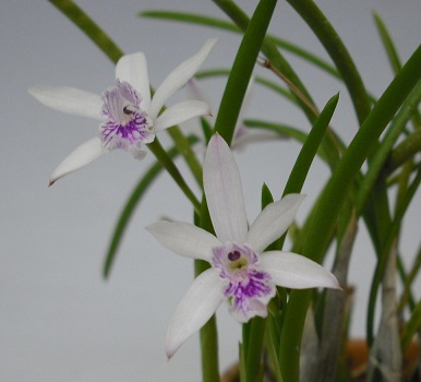 レリア ルンディー L.lundii【花なし株】 【苗】カトレア,カトレア近縁原種 胡蝶蘭、洋蘭苗ギフト専門店