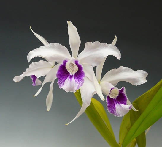 洋蘭原種カトレアL.purpurata Yahoo!オークション - 洋蘭 原種 カトレア属 C. purpurata 'Ruby' ワイ