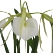 ڲ֤ʤ ֥饵ܥ Υɥ ƥޥ᥸㡼 B.nodosa Mas Major AM/AOS  ˧ᤢ 3ȭ 30cm ֥(BS)