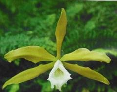 ꥢ ƥ֥ͥ L.tenebrosa var. alba (Shonan x self)ڲ֤ʤ