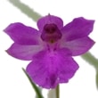 ڲ֤ʤ ٥ꥢ ץ륱 Isa.(Nla.)pulchella  2.5ȭ 10cm ֥(BS)