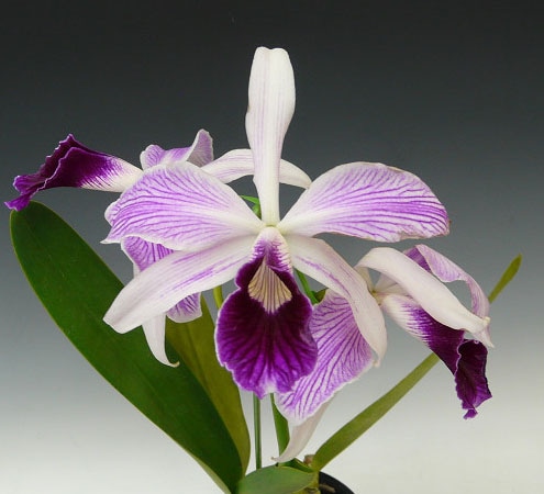 Laelia purpurata パープラタカトレア洋蘭 Laelia purpurata パープラタカトレア洋蘭