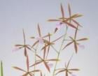 ���󥵥����ꥢ �֥饯�ƥå���<BR>Ency.bractescens�ڲ֤ʤ�����