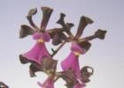 ���󥵥����ꥢ �����ǥ����� ������<BR>Ency.cordigera var. rosea�ڲ֤ʤ�����