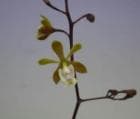 ���ԥǥ�ɥ�� �ե���Х���� �ƥߥ䥪��<BR>Epi.floribundum ��Miyao�ǡڲ֤ʤ�����