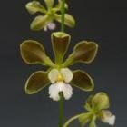 ���󥵥����ꥢ �ե�٥�ե���<BR>Ency.flabelifera�ڲ֤ʤ�����