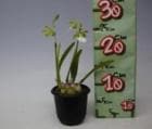 ���󥵥����ꥢ �����ǥ����� �����<BR>Ency.cordigera var. alba�ڲ֤ʤ�����