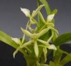 ���󥵥����ꥢ ����ޥꥢ �ƥޡ����åĥߥˡ�<BR>Ency.calamaria ��Margots mini�ǡڲ֤ʤ�����