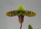�ѥե����ڥǥ���� �����ϥ��꡼<BR>Paph.sukhakulii�ڲ֤ʤ�����