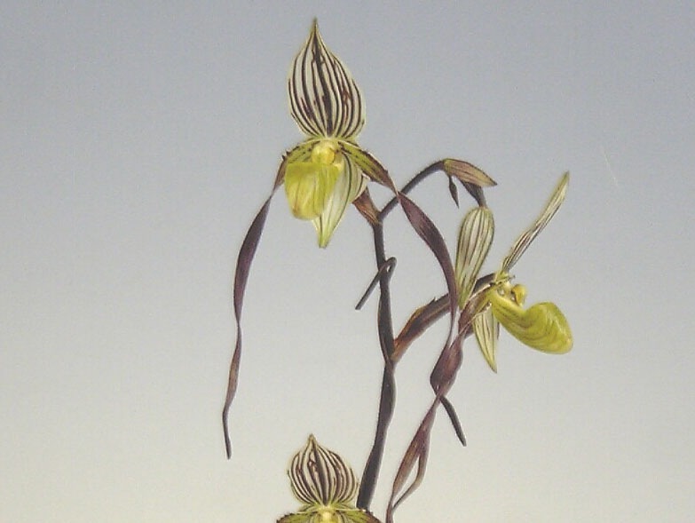 洋蘭 パフィオペディルム “ウェンシャネンセ” 原種 10鉢セット