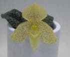 �ѥե����ڥǥ���� ���󥫥顼<BR>Paph.concolor�ڲ֤ʤ�����