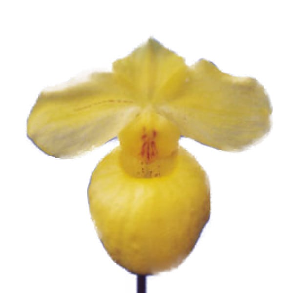 �ڲ֤ʤ����� �ѥե����ڥǥ���� �����˥����� Paph.armeniacum ���� 3��ȭ 15cm ���֥�����(BS)