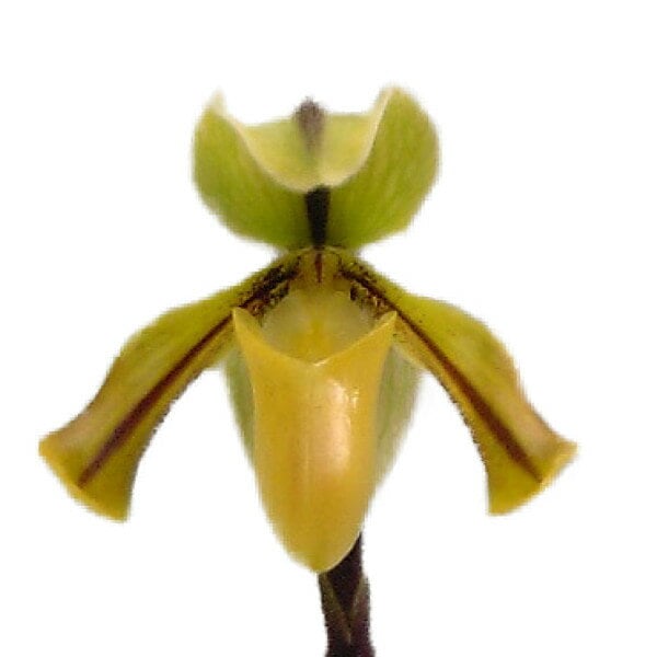 �ڲ֤ʤ����� �ѥե����ڥǥ���� �ɥ롼�� Paph.drury ���� 3��ȭ 25cm ���֥�����(BS)