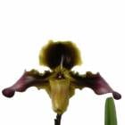ڲ֤ʤ ѥեڥǥ 쥤 Paph.esquirolei  3ȭ 25cm ֥(BS)