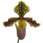 �ڲ֤ʤ����� �ѥե����ڥǥ���� �إ�꡼���ʥ� Paph.henryanum ���� 3��ȭ 20cm ���֥�����(BS)