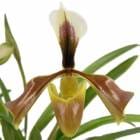 �ڲ֤ʤ����� �ѥե����ڥǥ���� �ӥ������� Paph.villosum ���� 3��ȭ 35cm ���֥�����(BS)