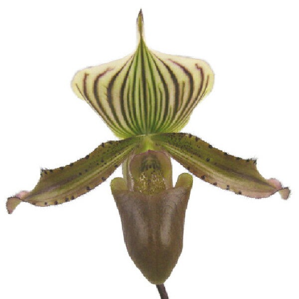 ڲ֤ʤ ѥեڥǥ ˥꥿ ƥǥåꥢ Paph.nigritum Dayak Warrior  3.5ȭ 25cm ֥(BS)