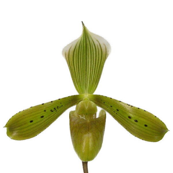 ڲ֤ʤ ѥեڥǥ ȥ󥵥 Paph.tonsum  3ȭ 25cm ֥(BS)