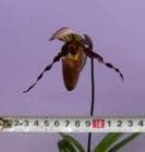 �ѥե����ڥǥ���� ������إ�ߥ�<BR>Paph.wilhelminiae�ڲ֤ʤ����ۡ�smtb-TK��