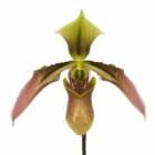 �ڲ֤ʤ����� �ѥե����ڥǥ���� �ϥ��ʥͥ󥷥� Paph.hainanensis ���� 3��ȭ 25cm ���֥�����(BS)