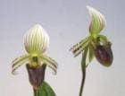 �ѥե����ڥǥ���� �إ˥����ʥ�<BR>Paph.hennisianum�ڲ֤ʤ�����