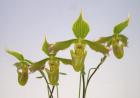 �ѥե����ڥǥ���� �ڥȥ�<BR>Paph.petri�ڲ֤ʤ����ۡ�smtb-TK��