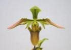 �ѥե����ڥǥ���� ������ƥꥢ�ʥ�<BR>Paph.wolterianum�ڲ֤ʤ�����