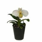 ڲ֤ʤ ѥեڥǥ ޡˡ Paph.emersonii  3ȭ 15cm ֥(BS)