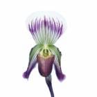 ڲ֤ʤ ѥեڥǥ ǥ Paph.thailandense  3ȭ 20cm ֥(BS)