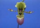�ѥե����ڥǥ���� �����С��쥤�˥��ʥ�<BR>Paph.chamberlainianum�ڲ֤ʤ����ۡ�smtb-TK��