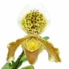 ڲ֤ʤ ѥեڥǥ 󥷥 ƥإեɥۡ Paph.insigne Harefield Hall  3.5ȭ 25cm ֥(BS)