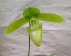 �ѥե����ڥǥ���� �����ϥ��꡼ �����쥦�� �ƥڡ���ե�������<BR>Paph.sukhakulii var. aureum ��Pale Face�� AM/AOS�ڲ֤ʤ�����