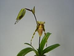 ѥեڥǥ ץ쥹Paph.praestansڲ֤ʤۡsmtb-TK