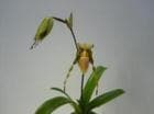 �ѥե����ڥǥ���� �ץ쥹����<BR>Paph.praestans�ڲ֤ʤ����ۡ�smtb-TK��