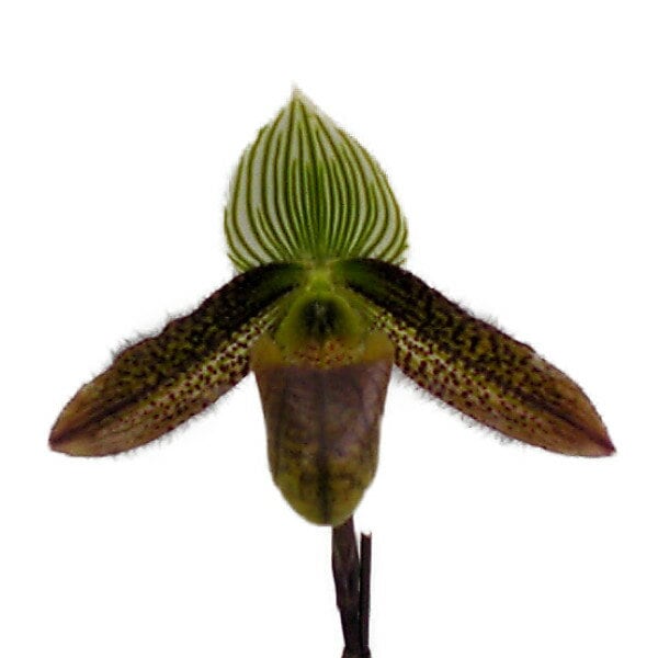 ڲ֤ʤ ѥեڥǥ ǥ Paph.wardii  3ȭ 20cm ֥(BS)