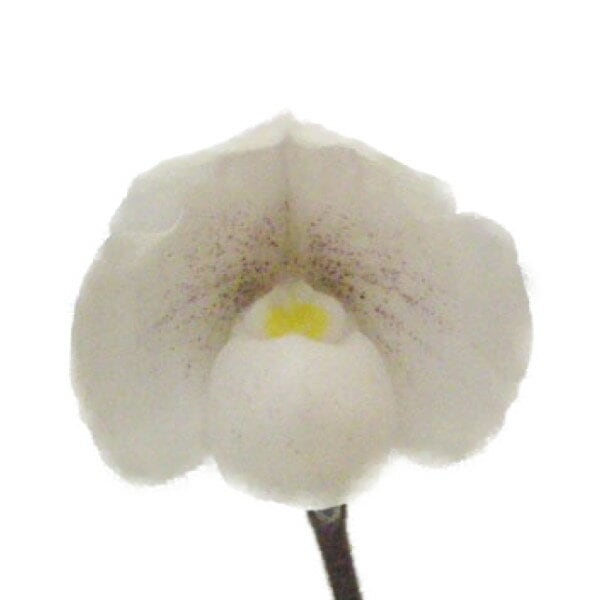 �ڲ֤ʤ����� �ѥե����ڥǥ���� �˥٥��� Paph.niveum ���� 3��ȭ 15cm ���֥�����(BS)