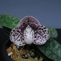 �ѥե����ڥǥ���� �٥������Paph.bellatulum�ڲ֤ʤ�����