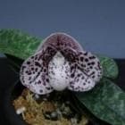 �ѥե����ڥǥ���� �٥������<BR>Paph.bellatulum�ڲ֤ʤ�����