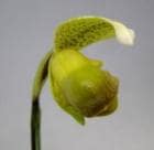 �ѥե����ڥǥ���� ���󥷥��� ���ǥ��åƥ���<BR>Paph.insigne var. Odditty�ڲ֤ʤ����ۡ�smtb-TK��