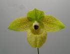 �ѥե����ڥǥ���� �ޥ�ݥ���<BR>Paph.malipoense�ڲ֤ʤ�����