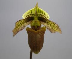 �ѥե����ڥǥ���� �����ѡ��ӥ���Paph.superbiens�ڲ֤ʤ�����
