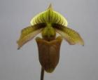 �ѥե����ڥǥ���� �����ѡ��ӥ���<BR>Paph.superbiens�ڲ֤ʤ�����