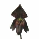 ڲ֤ʤ ѥեڥǥ  ӥ˥顼 Paph.callosum var. vinicolor  4ȭ 25cm ֥(BS)