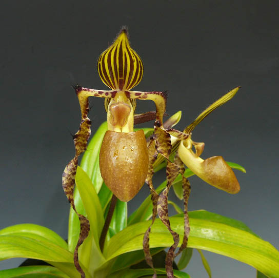 期間限定特価‼️ ［洋蘭原種］Paph.sanderianum x sib. 洋蘭原種］Paph.sanderianum x sib. - メルカリ